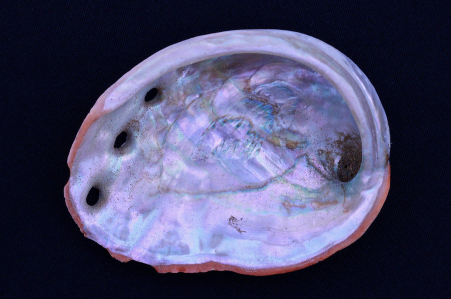 Abalone Shell for Sale