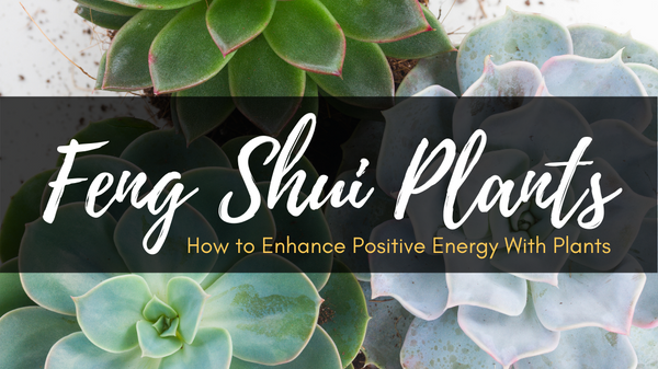 Feng Shui Plants