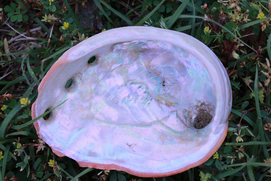 Organic Abalone Shell for Energy Clearing With Sage