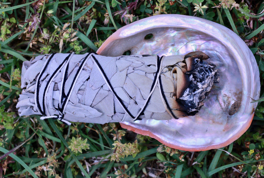 Organic Abalone Shell for Smudging