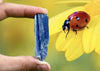 "RAINDROP ON MY HEAD" High Quality Kyanite Crystal Shard