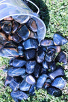 Blue Tiger's Eye Tumbled Stone-Cosmic Cuts