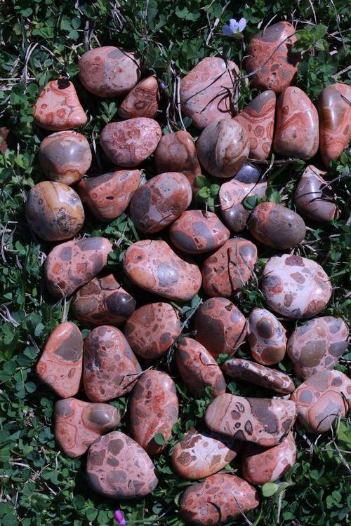 Leopardskin Jasper Tumbled Stone-Cosmic Cuts