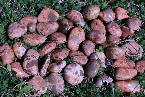 Leopardskin Jasper Tumbled Stone-Cosmic Cuts