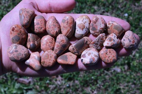 Leopardskin Jasper Tumbled Stone-Cosmic Cuts