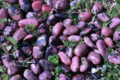 Rhodonite Tumbled Stone-Cosmic Cuts